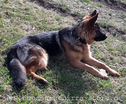 Leder Halsband für Hunde, ausgezeichnet