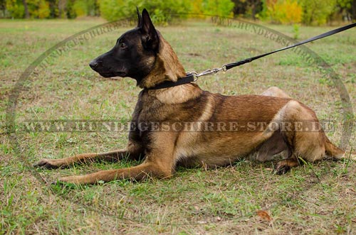 Enges Leder Halsband fuer Belgischen Malinois