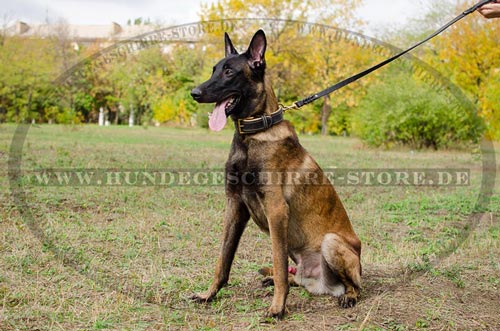 Nappa Halsband aus Leder mit Polsterung
fuer Belgischen Schäferhund