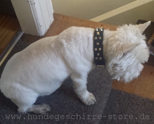 Leder Hundehalsband, bequem und sicher