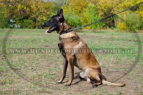 Luxus Hunde Lederhalsband mit Pyramiden fuer Belgischen
Malinois