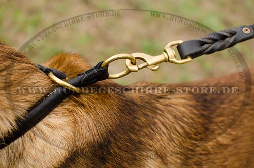 Erziehungshalsband fuer
Belgischen Malinois Ausstellung