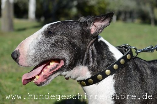 extravagantes Hundehalsband aus Leder