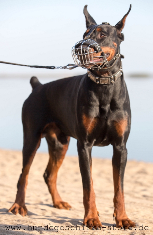 Leder Hundehalsband, ausgeszeichnet