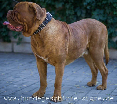 Leder Hundehalsband, qualitativ