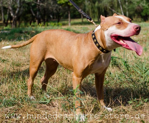 schönes Hundehalsband aus Leder