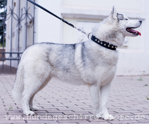 ausgezeichnetes Leder Hundehalsband