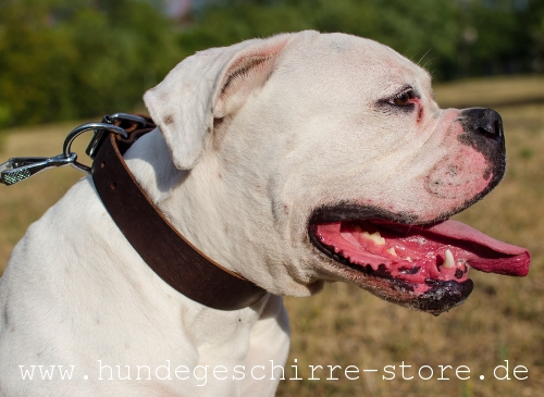  Hundehalsband aus Leder, originell