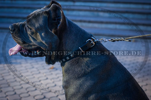 Klassische Dornschnalle Hundehalsband für Hundeauslauf