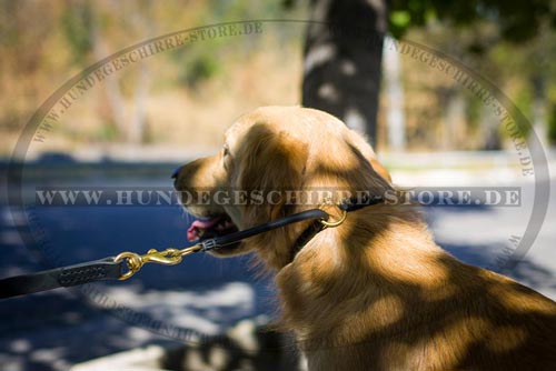 gut bearbeitetes Hundehalsband aus Leder