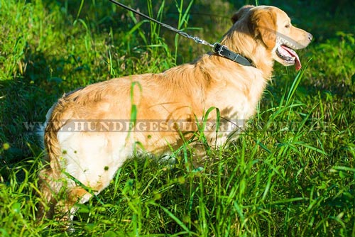 Leder Hundehalsband für Sport und Ausläufe