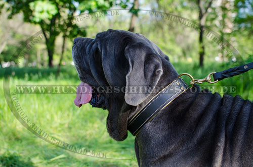 Lederhalsband mit Nappa Polsterung extra weich und elegant für große Hunde