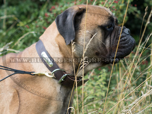 Lederhalsband mit Namen Schild für Hunde