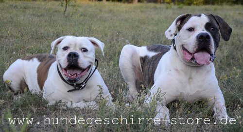 weiches Leder Halsband für Hunde