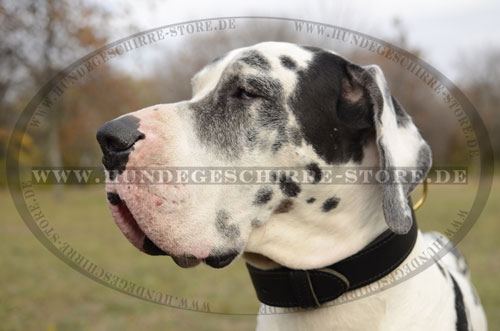 Leder Hundehalsband, stilvoll