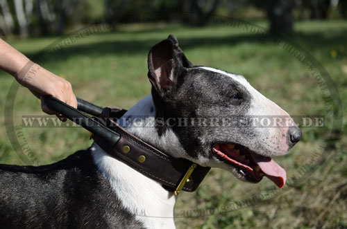 Designer Hundehalsband aus Leder