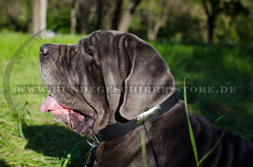 Leder Hundehalsband, außergewöhnlich