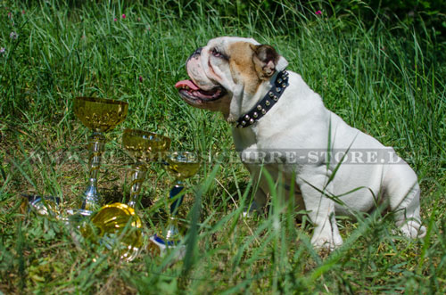  Hundehalsband Leder, ungewöhnlich