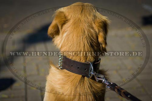 Leder Hundehalsband, außergewöhnlich