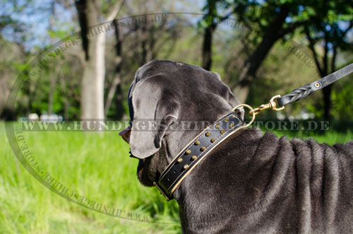  Leder Hundehalsband, solid