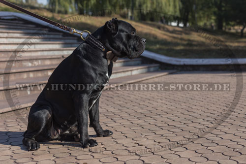 Leder Hundehalsband, ungewöhnlich