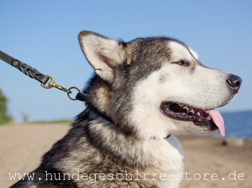 dauerhaftes Leder Hundehalsband