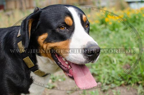 lustige hundehalsbänder fuer sennenhund