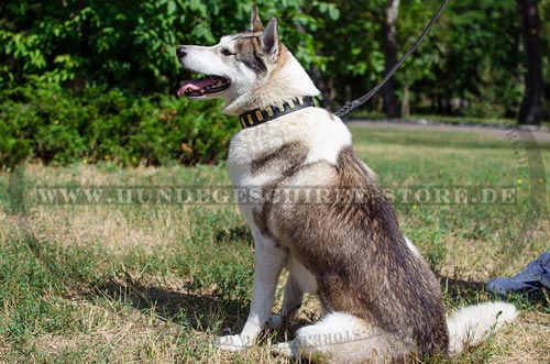 Prachtvolles Hunde Lederhalsband mit Platten fuer Laika