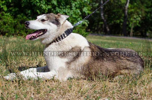 Halsband aus Leder mit Pyramiden fuer
Westsibirische Laika