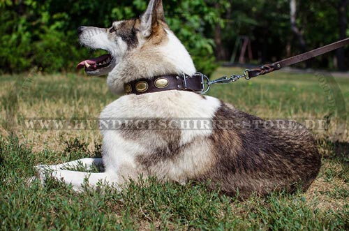 luxus hundehalsband mit Ovalen fuer Laika