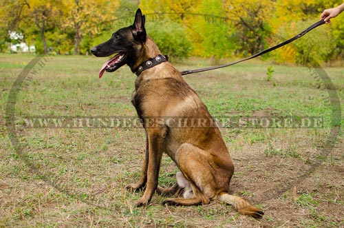 Conchos Leder Halsband fuer Belgischen
Malinois