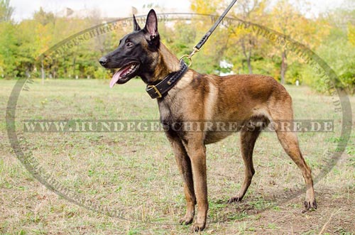 Geflochtenes Hundehalsband Leder fuer Belgischen
Malinois new