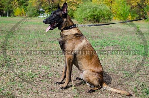 Luxus Hunde Lederhalsband mit
Spikes fuer Belgischen Malinois