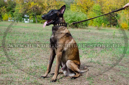 Luxus Hunde Lederhalsband mit rechteckiger
Stahlverzierung fuer Belgischen Malinois