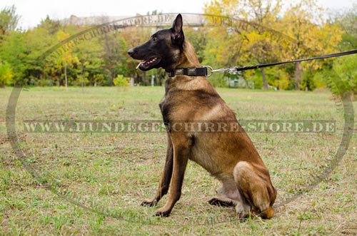 Platten Leder Halsband fuer Belgischen
Malinois