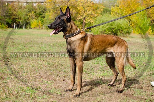 Nappa Halsband aus Leder mit Spikes fuer Belgischen
Schäferhund