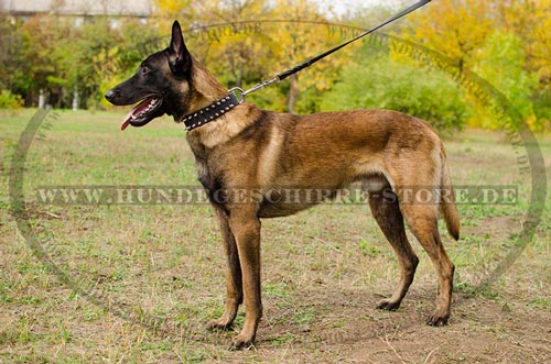 Luxus Hunde Lederhalsband mit Spikes fuer Belgischen
Malinois