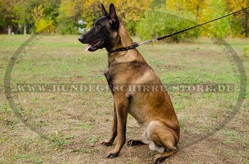 Luxus Hunde Lederhalsband mit Nickel-Spikes fuer
Belgischen Malinois