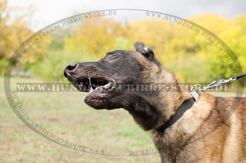 Luxus Hunde Nylonhalsband mit Schnellverschluß fuer
Belgischen Malinois