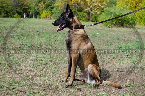 Leder Hundehalsband fuer Belgischen Malinois
kaufen