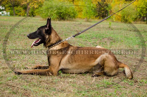 Luxus Hunde Lederhalsband mit Quadratnieten fuer
Belgischen Malinois