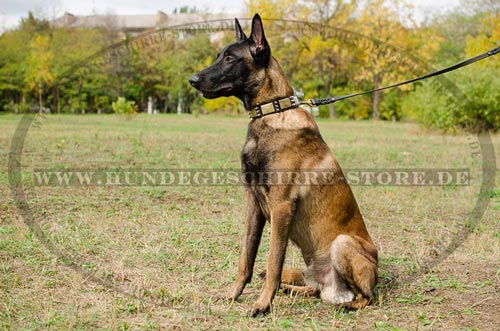 Hundehalsband Leder fuer Belgischen Malinois
Hochwertigkeit