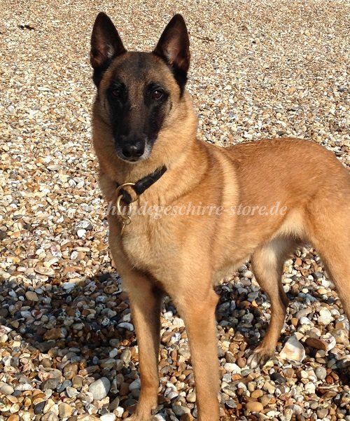 leder zughalband malinois berlin