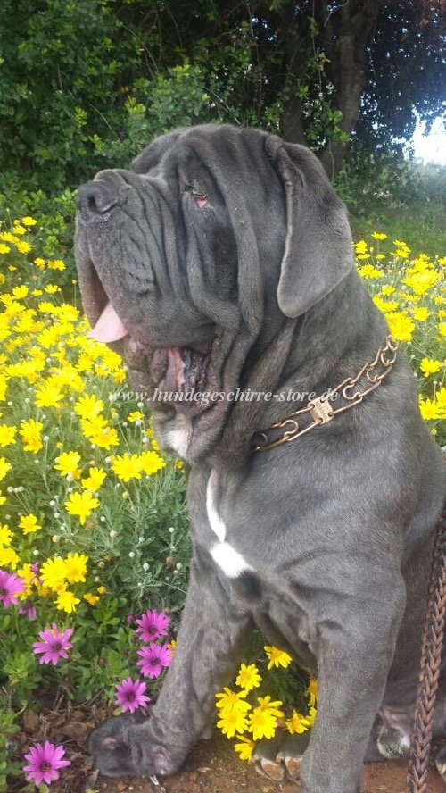 curogan halsband mastiff Hundeleine leder schön