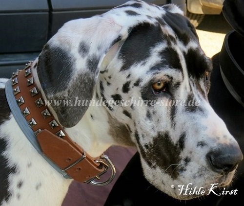 deutsche dogge halsband dresden kaufen
