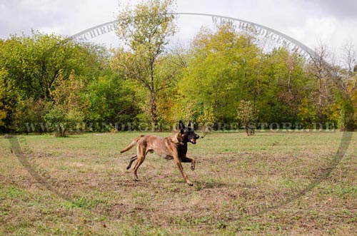 Belgischen Malinois Hundehalsband mit Schnellverschluß