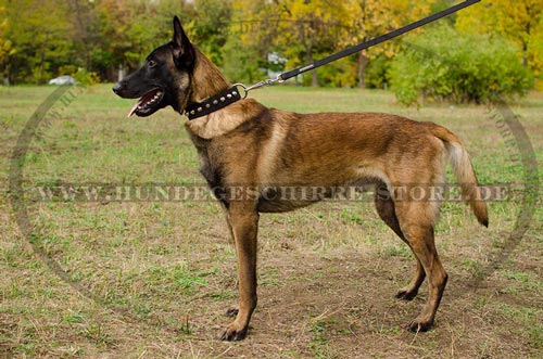 Luxus Hunde Nylonhalsband mit
Kegelstumpfen fuer Belgischen Malinois