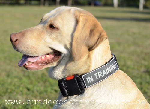 Leder Hundehalsband online kaufen