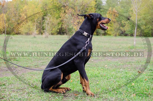 Dog nylon collar with snap closure for Doberman Pinscher