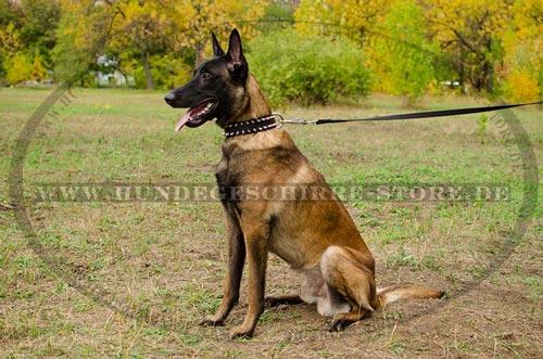 Luxus Hunde Nylonhalsband mit
Spikes fuer Belgischen Malinois